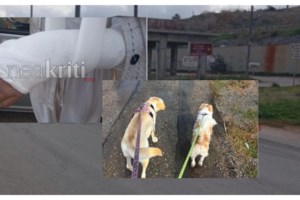 Η Λάιλα έγινε "ασπίδα" για να σώσει το αφεντικό της από τροχαίο - "Αν δεν έμπαινε στη μέση δεν θα ζούσα..." - εικόνα 2