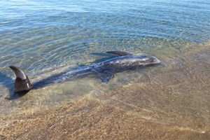 Κέρκυρα: Σοβάδες έπεσαν σε αίθουσα του 9ου δημοτικού [εικόνες] - εικόνα 2