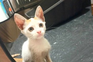 AIDS της γάτας: Τι είναι ο ιός της "ανοσολογικής ανεπάρκειας" - Τα συμπτώματα, πώς μεταδίδεται, τι ισχύει για τον άνθρωπο - εικόνα 4