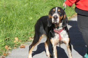 Σώστε ένα αδεσποτάκι: Η Γωγώ, σαν ένα κουτάβι πόιντερ που μπήκε στο πλύσιμο - εικόνα 5