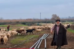 "Τρέχα, ο μπαμπάς παθαίνει εγκεφαλικό" - Συγκλονίζει η κόρη του κτηνοτρόφου που δεν άντεξε τη θανάτωση του κοπαδιού του - εικόνα 4