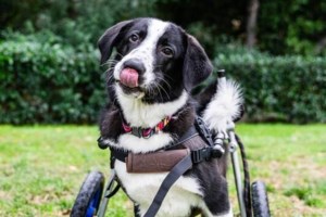 Ο Αγγελος ακόμα και όταν ήταν αλυσοδεμένος στην άκρη του κυνοκομείου, ολομόναχος και αδύνατος, ήταν αγέρωχος