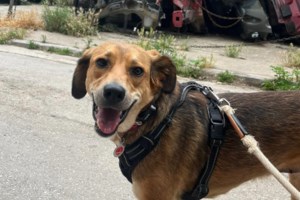 Ο μικρούλης ήταν φανερό πως είχε φάει πολύ ξύλο - Σύμφωνα με το νόμο πρέπει να επανενταχθεί, ότι χειρότερο για αυτόν