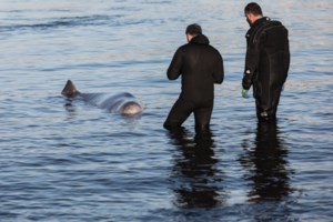 Φολέγανδρος: Εντοπίστηκε σορός γυναίκας σε προχωρημένη σήψη στη θάλασσα