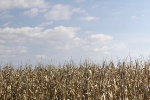 Μάχη με τις καταστροφές και τη λάσπη στον Βόλο: Παραμένει χωρίς νερό η πόλη - Αποκλεισμένα χωριά στο ανατολικό Πήλιο