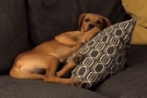 O μικρός Bianco πέθανε, ψάχνοντας κτηνίατρο το Σαββατοκύριακο στα Χανιά