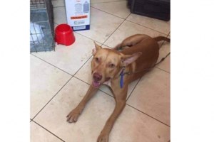 Φρίκη στη Νίκαια: Αδιανόητο - Καθηγητής μαχαίρωσε με μανία σκύλο στη μέση του δρόμου - εικόνα 3