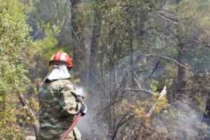 Φωτιά στη Δαδιά: Μικρότερη η καταστροφή σε σχέση με τις αρχικές εκτιμήσεις - εικόνα 2
