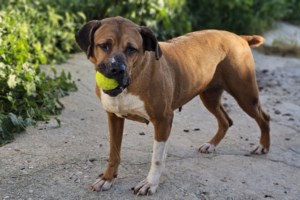 Ένα πράγμα που οι σκύλοι ξέρουν να κάνουν πολύ καλά, είναι να γερνάνε με αξιοπρέπεια - εικόνα 4