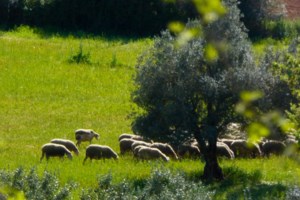 Θεσσαλονίκη: 31χρονος συνελήφθη με σχεδόν 43 κιλά κάνναβη μέσα στο αμάξι
