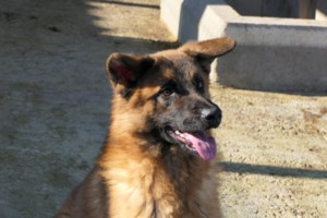 Τουρίστας έχασε τη σκυλίτσα του στα σύνορα του Έβρου και τη βρήκε ένα χρόνο μετά στη Σερβία - "Η πίστη μετακινεί βουνά!" - εικόνα 2