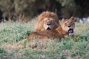 Σοκαριστικό βίντεο: Μητέρα πετά τρίχρονο κοριτσάκι σε κλουβί αρκούδας στο ζωολογικό κήπο του Ουζμπεκιστάν - εικόνα 2