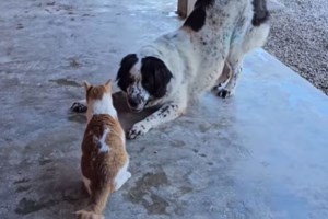 Γατούλα βρέθηκε να κρέμεται στην πρόσοψη ψηλού κτιρίου - Πώς περαστικοί και ένοικοι έστησαν επιχείρηση διάσωσής της - εικόνα 2