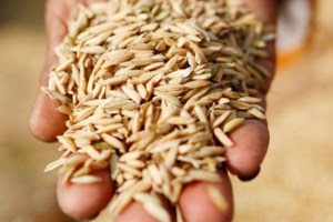 Τουρκία: Τετραμερής συνάντηση για τις εξαγωγές σιτηρών από την Ουκρανία, με αντιπροσωπείες από Κίεβο, Μόσχα, ΟΗΕ