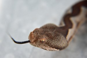 Τρίκαλα: Εκτός κινδύνου ο 3χρονος που τον δάγκωσε φίδι σε ταβέρνα