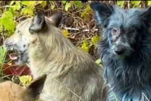 Τσέρνομπιλ: "Με τρυπούσαν και έβγαινε ωχρό υγρό" - Εκκαθαριστής λέει τι έπαθε αλλά και τι έγινε πριν από 40 χρόνια