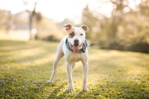 Λούτσα: Χειρουργήθηκε ο 11χρονος που τον δάγκωσε πιτ μπουλ - "Έβαλε τέσσερις φορές το χέρι του στο στόμα του σκύλου"