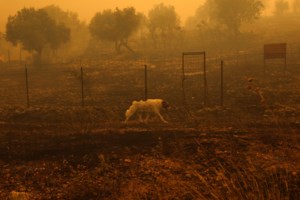 Πού είναι τα ζώα που διασώθηκαν από τις πυρκαγιές - Σε τι κατάσταση βρίσκονται - εικόνα 2