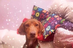 Σώστε ένα αδεσποτάκι: Είμαι ο Τορίνο. Έχω και έναν αδερφό, τον Παλέρμο, αλλά πρόλαβα να συστηθώ πρώτος - εικόνα 7