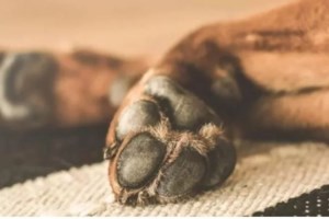 Πόση κτηνωδία χωράει σε έναν άνθρωπο: Οδηγός στην Ημαθία έδεσε και έσυρε σκυλάκο στην άσφαλτο ΣΚΛΗΡΕΣ ΕΙΚΟΝΕΣ - εικόνα 2