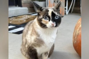 "Κομματόσκυλα αυτοί, κομματόγατο εμείς": Η μαύρη γάτα στο στούντιο του ΣΚΑΪ και η αντίδραση του Παυλόπουλου [βίντεο]