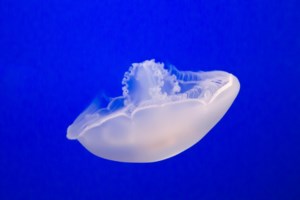 Κλέαρχος Μαρουσάκης: Εβδομάδα μίνι καύσωνα από σήμερα - Πού θα χτυπήσει 37αρια ο υδράργυρος [Βίντεο]