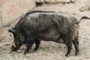 Θεσσαλονίκη: Αγριογούρουνα κόβουν βόλτες στο Πανόραμα - Στις 9 χιλ. υπολογίζονται τα ζώα που υπάρχουν στην περιοχή