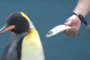 Θρίλερ στην Ουρουγουάη: 2.000 πιγκουίνοι νεκροί μέσα σε 10 μέρες - Άγνωστη η αιτία