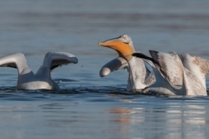 Πρέσπες: Επιστήμονες ανακάλυψαν τι προκάλεσε τον αφανισμό 2.300 αργυροεπελεκάνων το 2022