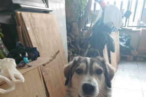 Ποια συμπτώματα θα πρέπει να μας υποψιάσουν για σακχαρώδη διαβήτη στον σκύλο μας - εικόνα 3