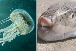 Καιρός: Έως και τους 39 βαθμούς η θερμοκρασία - Ισχυροί άνεμοι στο Αιγαίο