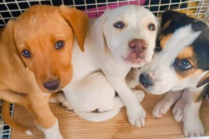 Ημέρα υιοθεσίας κουταβιών στο Λιμανάκι Ν. Μάκρης ή η σύναξη των μπεμπέ - Μια γιορτή γεμάτη μωρουδέλια στις 25 Μαΐου - εικόνα 3