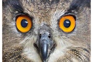 Φωτιές: Τα πρώτα θύματα τα ζώα - Συγκινούν οι διασώσεις - Εκκλήσεις στα social media - Δεν αφήνουμε κανέναν πίσω