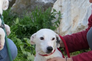 Παγκόσμια Ημέρα Σκύλου: Ο Θεός είπε αγάπα τους ανθρώπους και το άκουσαν μόνο οι σκύλοι