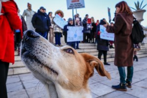 Σώστε ένα αδεσποτάκι: Η Αριελ - Μπορείτε να πιστέψετε πως αυτή η κουταβίνα βρέθηκε στο δρόμο; - εικόνα 4