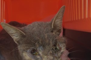 Κτηνωδία στην Πετρούπολη: Κουκουλοφόρος έριξε βέλος σε σκύλο μέσα σε αυλή σπιτιού