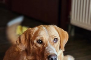 Aυτές τις γιορτές χαρίστε πρωτότυπα "δώρα"  χωρίς υλική υπόσταση - Μπορείς να σώσεις τον πλανήτη - εικόνα 2