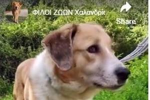 "Κυνηγώντας την ουρά μας!": 3ος "αγώνας" δυναμικού βαδίσματος με ζώα συντροφιάς, στο Χαλάνδρι – Δηλώστε συμμετοχή! - εικόνα 3