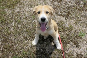 Νάνσυ Νικολαΐδου: Πώς θα μπορούσαμε να αντισταθούμε σε αυτή την… πολιορκία αγάπης - Νέο μέλος στην οικογένεια - εικόνα 2