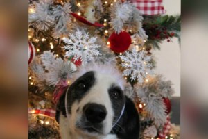 Σώστε ένα αδεσποτάκι: Το Βικτωράκι περιμένει... "Ο Αγιος Βασίλης μοιράζει δώρα;" - εικόνα 3