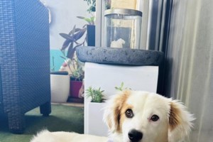 Mπορείς να περπατήσεις σε καυτό οδόστρωμα ή άμμο; Ούτε ο σκύλος σου μπορεί - Σκέψου τον