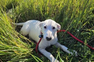 Συγκίνηση και θλίψη: Σκυλάκος περιμένει έξω από το Νοσοκομείο Τρικάλων τον άνθρωπό του που έχει πεθάνει - Ψάχνει σπίτι και αγάπη