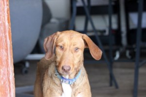 Οι άσπονδοι εχθροί σε απόλυτη αρμονία: Να πώς το "αιώνιοι αντίπαλοι" πάει... περίπατο  [Βίντεο] - εικόνα 2