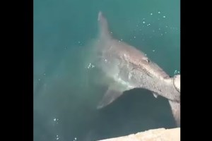 Βόλος: Επαθε ανακοπή πάνω στο τιμόνι - "Eπεσε στα πόδια της γυναίκας του", συγκλονίζει μαρτυρία