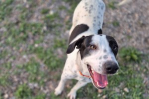 ΗΠΑ: Σκυλίτσα βρέθηκε σε απόσταση... 3.770 χιλιομέτρων από το σπίτι της - Απίστευτο περιστατικό