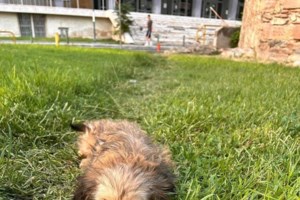 Επικίνδυνες ουσίες και τροφές για σκύλους: Τι είναι και τι δεν είναι ασφαλές να τρώει ο woofης σας - εικόνα 3