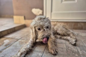 Ο Κόζμο υποσιτισμένος και ξεχασμένος και αυτός στο Δημοτικό Κυνοκομείο Τρίπολης - εικόνα 2