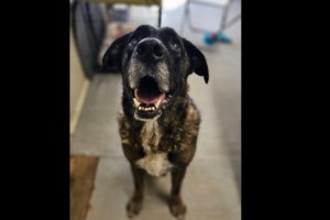 Ο Ράνερ βρέθηκε στις φωτιές να τρέχει πανικόβλητος - Ο ιδιοκτήτης του τόν αρνήθηκε, έτσι απλά