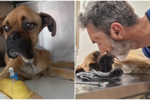 Γαλλία: 65χρονος σκοτώθηκε προσπαθώντας να βγάλει τα σκυλιά του από το σπίτι του που καιγόταν