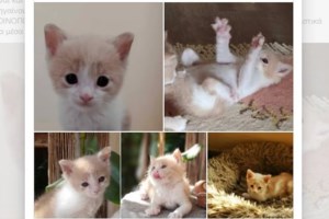 Η ιστορία της Μπου που δεν τα παράτησε ποτέ - Δεν είναι μόνο μια ιστορία σωτηρίας - Είναι η απόδειξη ότι κάθε ζωή αξίζει τον αγώνα μας